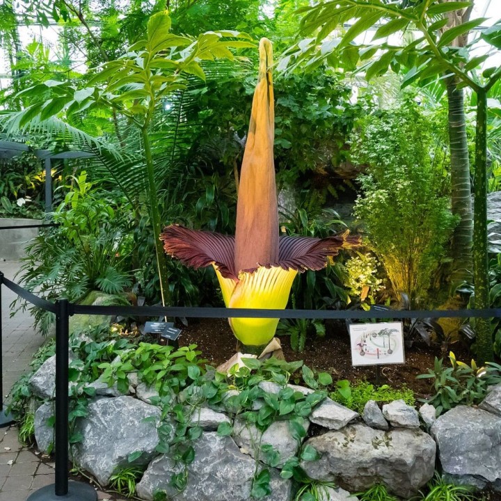 Titan arum - Seeds