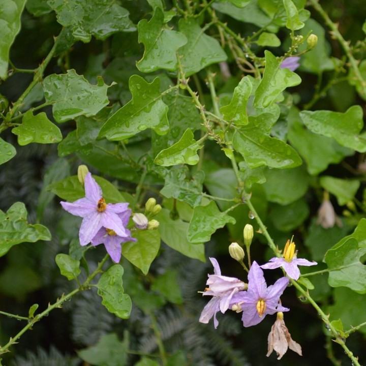 Thuthuvalai - Seeds