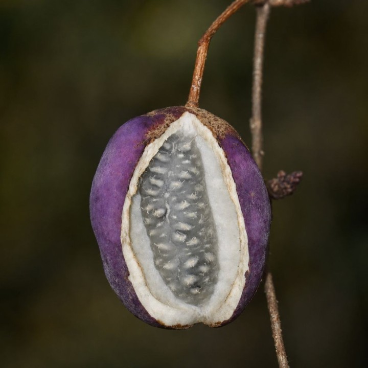 Threeleaf akebia - Seeds