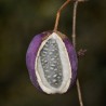 Threeleaf akebia - Seeds