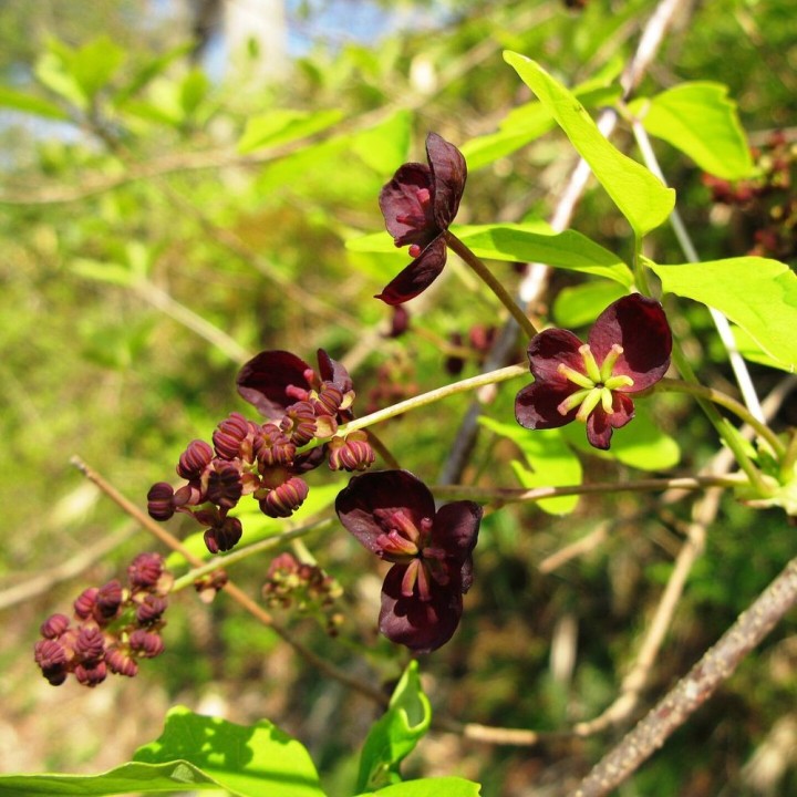 Threeleaf akebia - Seeds