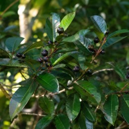 South Indian plum - Seeds