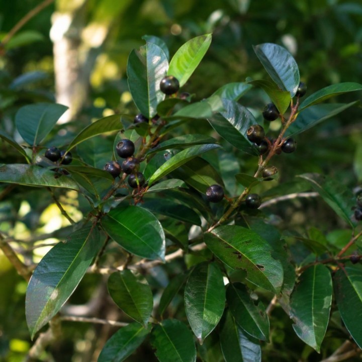 South Indian plum - Seeds