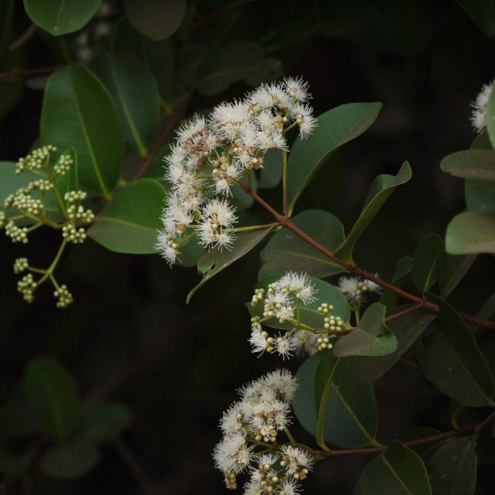 South Indian plum - Seeds