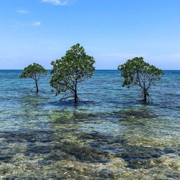 Spotted mangrove - Seeds