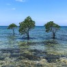 Spotted mangrove - Seeds