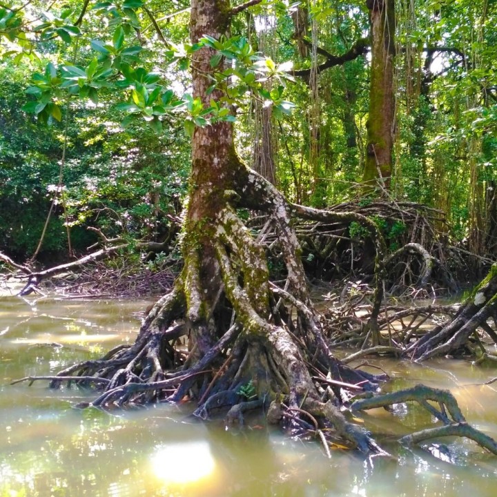 Spotted mangrove - Seeds