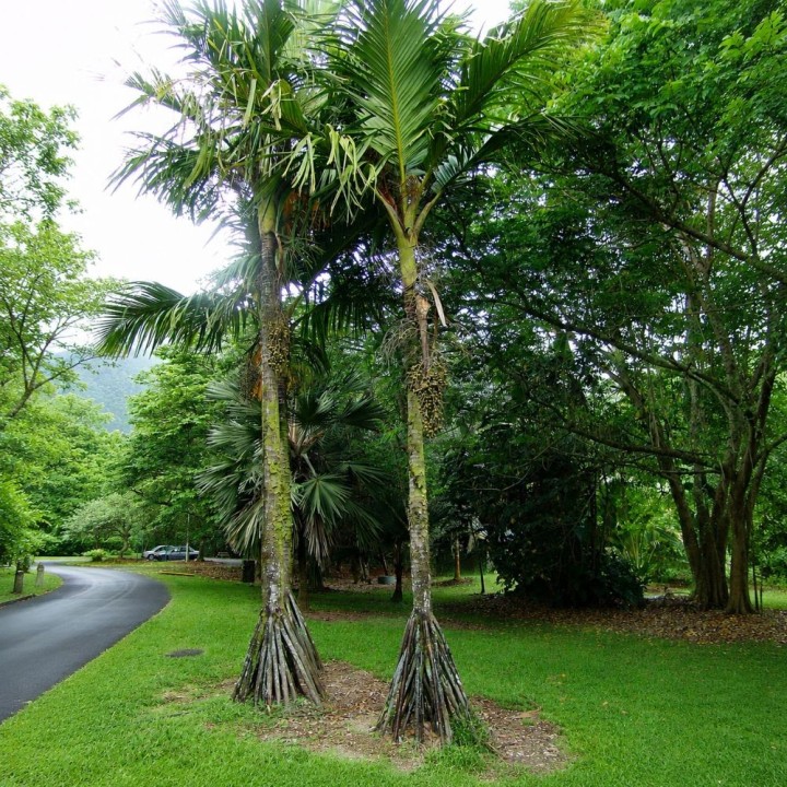 Stilt palm - Seeds