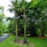 Stilt palm - Seeds
