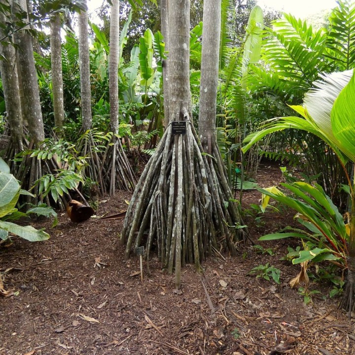 Stilt palm - Seeds