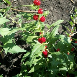 Strawberry spinach - Seeds