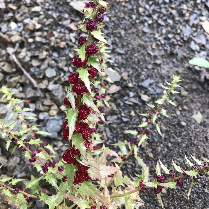 Strawberry spinach - Seeds