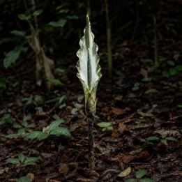 Sweet snakeskin lily - Seeds