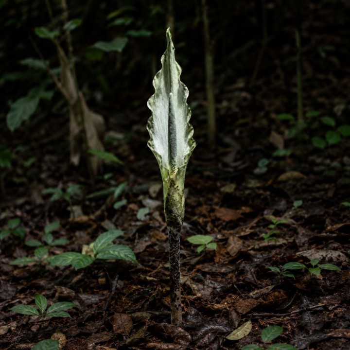 Sweet snakeskin lily - Seeds