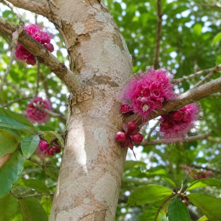 Syzygium versteegii - Seeds