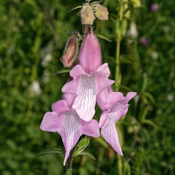 South African foxglove - Seeds