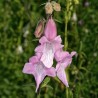 South African foxglove - Seeds