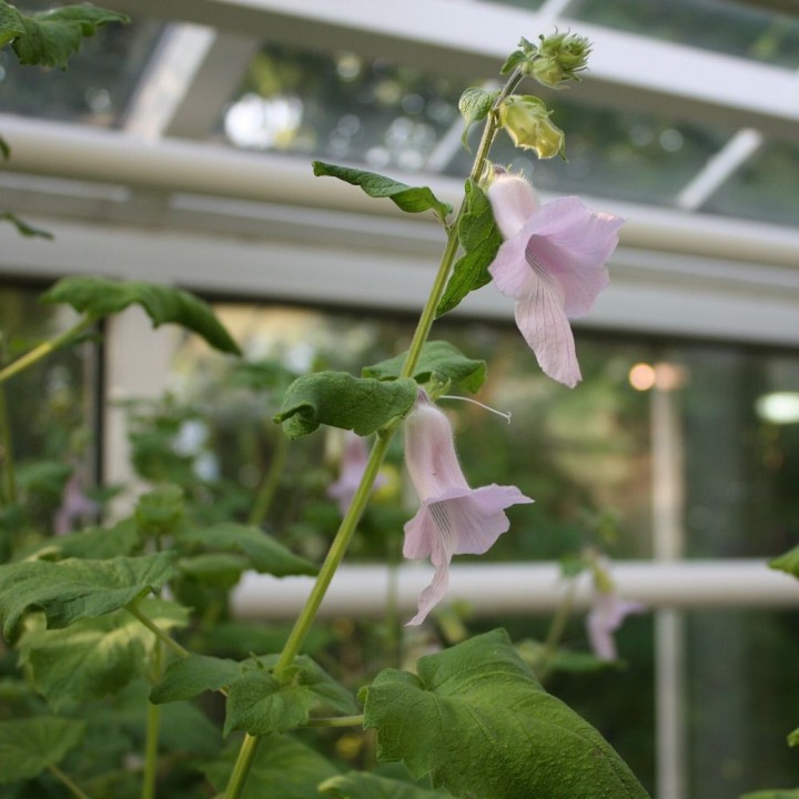 South African foxglove - Seeds