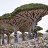 Socotra dragon tree - Seeds