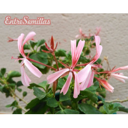 Pelargonium acetosum - 1 planta