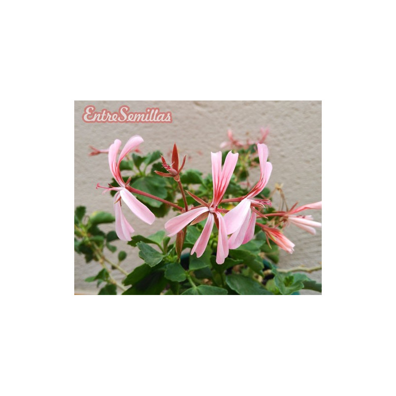 Pelargonium acetosum - 1 planta