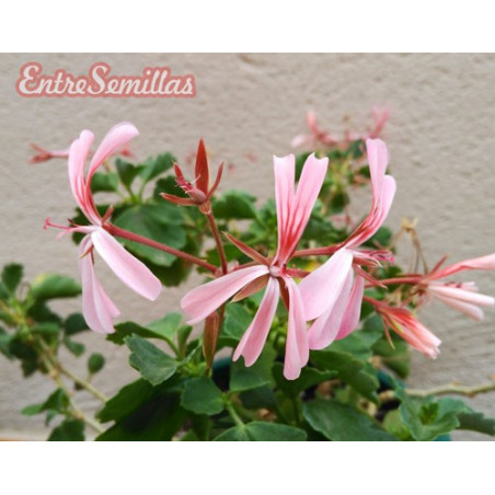 Pelargonium acetosum - 1 planta