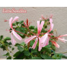 Pelargonium acetosum - 1 planta