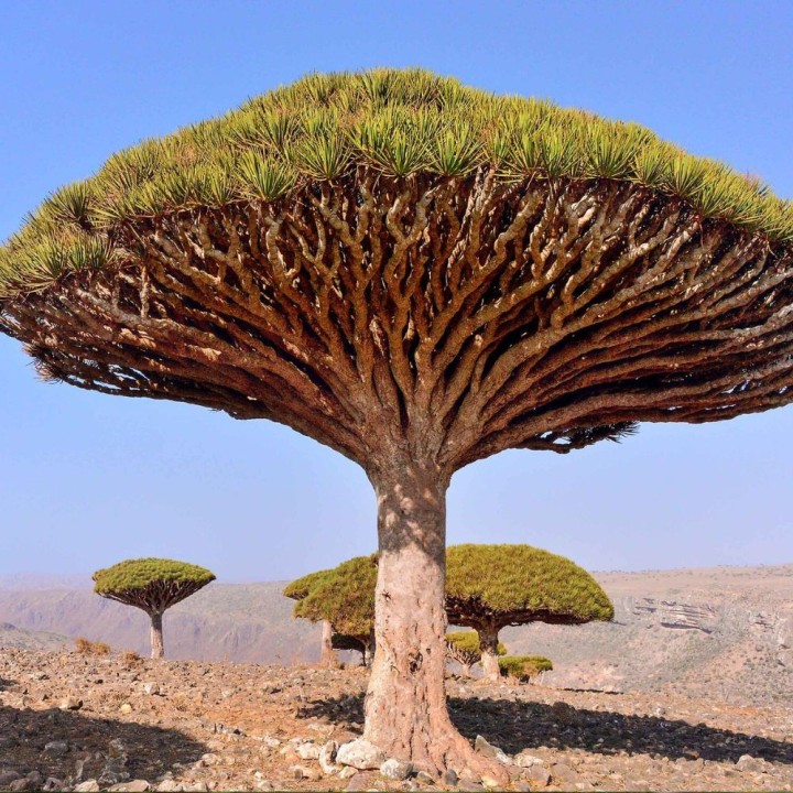 Socotra dragon tree - Seeds