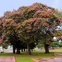 Silk floss tree - Seeds