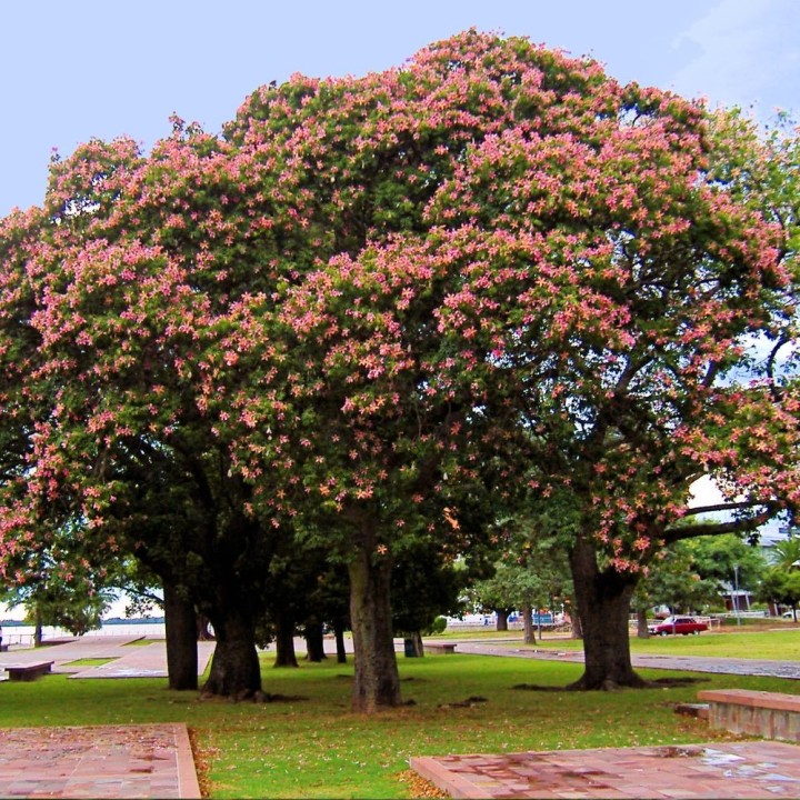 Silk floss tree - Seeds