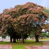 Silk floss tree - Seeds