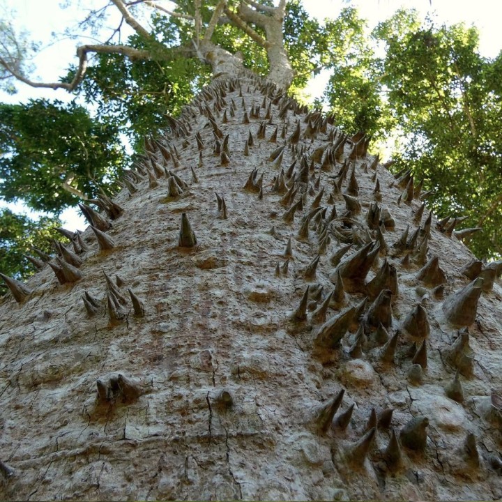 Silk floss tree - Seeds