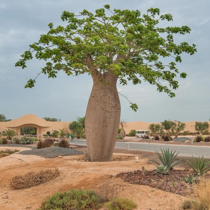 Silk floss tree - Seeds