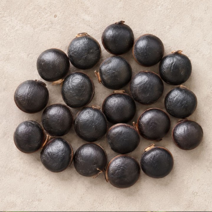 Sea purse - Seeds