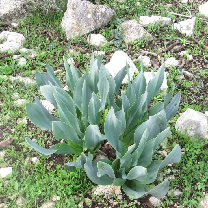 Sea onion - Seeds