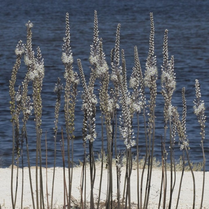 Sea onion - Seeds