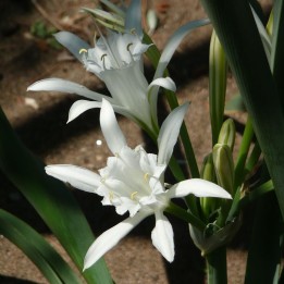 Sea daffodil - Seeds