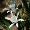 Sea daffodil - Seeds