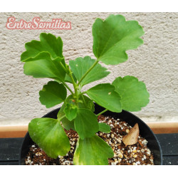 Pelargonium Acetosum - 1 Plant