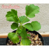 Pelargonium Acetosum - 1 Plant