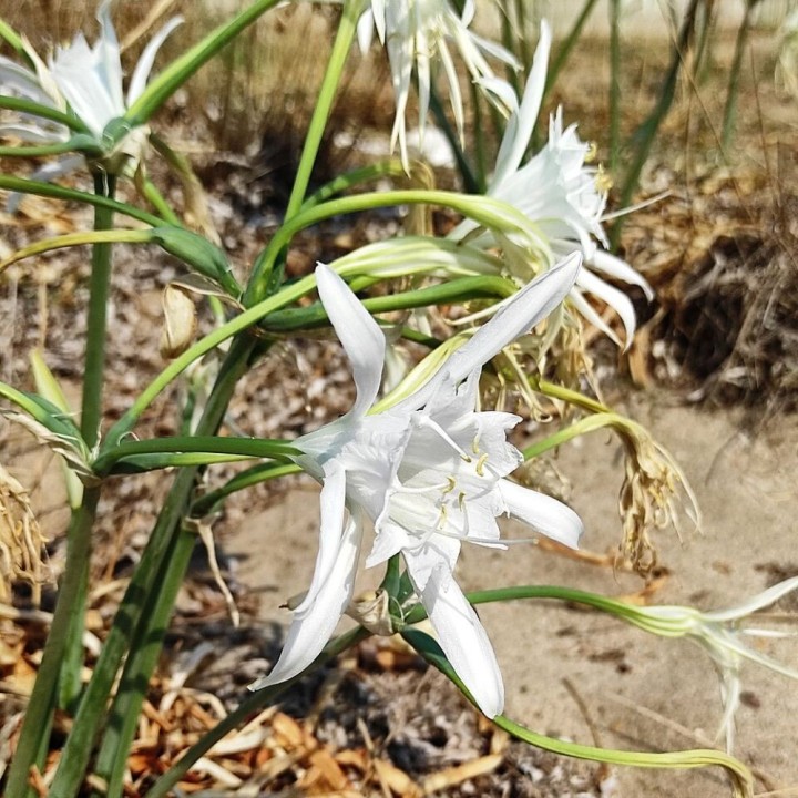 Sea daffodil - Seeds