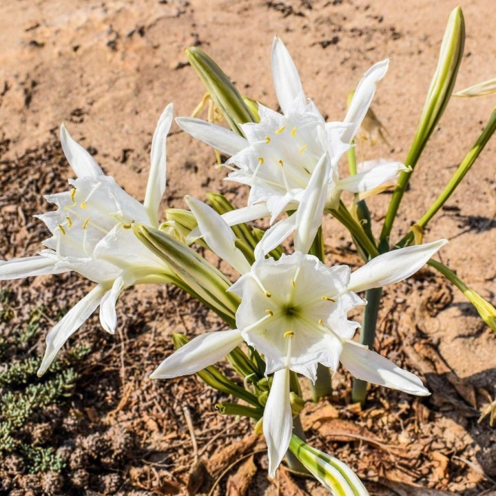 Sea daffodil - Seeds