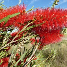 Scarlet bottlebrush - Seeds