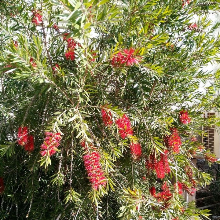 Scarlet bottlebrush - Seeds