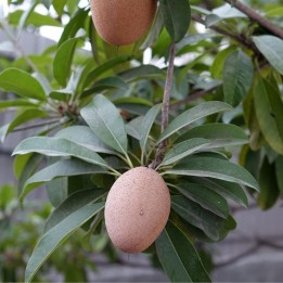 Sapodilla - Seeds
