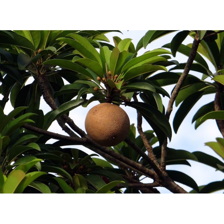 Sapodilla - Seeds