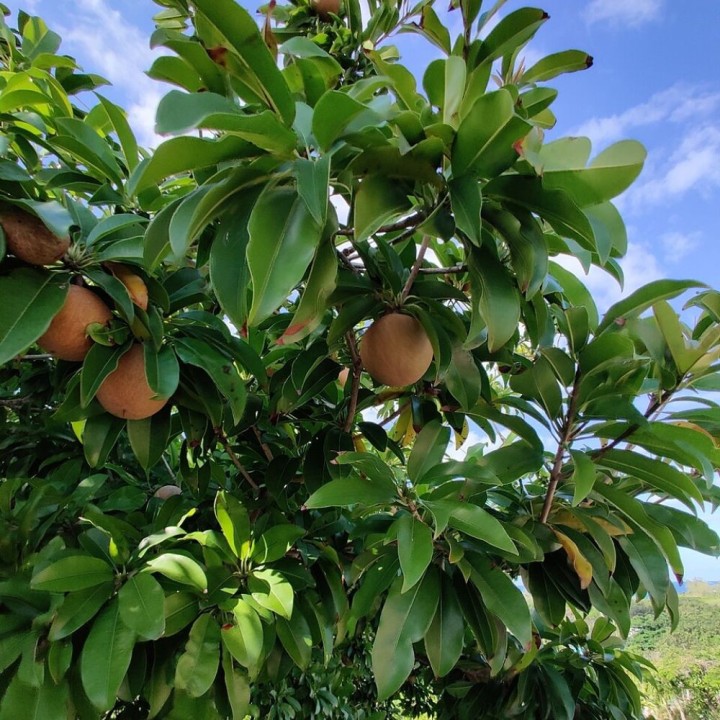 Sapodilla - Seeds