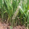 African bowstring hemp - Seeds