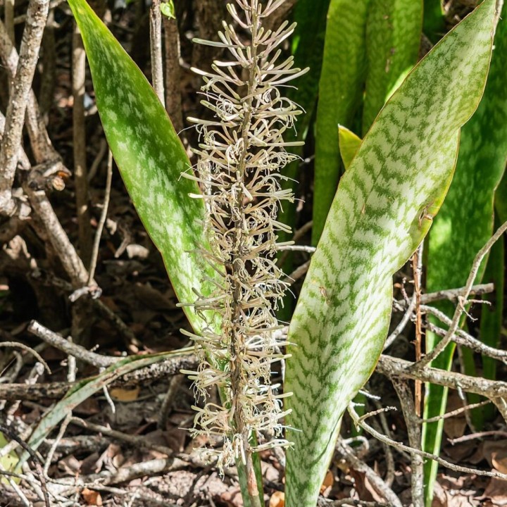 African bowstring hemp - Seeds