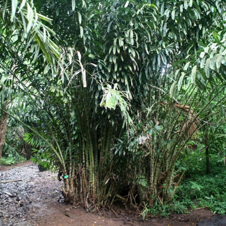 Salak - Seeds